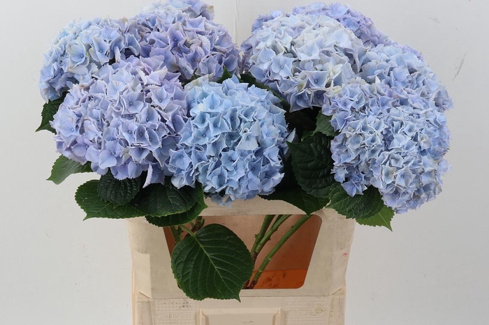 <h4>Hydr M My Minerva</h4>