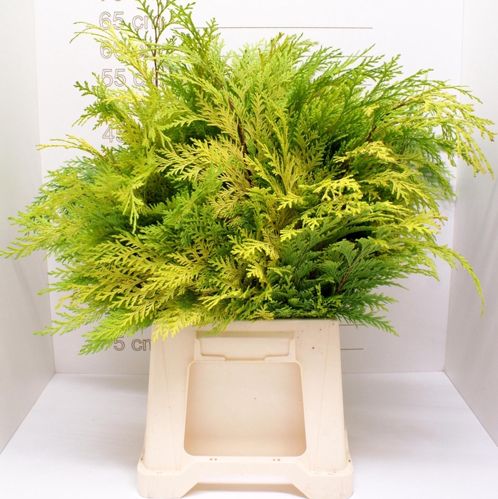 <h4>KERSTGROEN PER PAK CONIFEER GEEL x50 op fc566</h4>