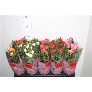 Ro Samadapl Gem 6 Sr