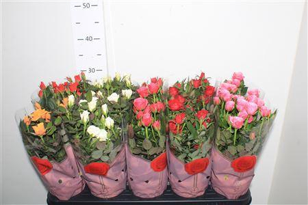 <h4>Ro Samadapl Gem 6 Sr</h4>