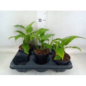 Monstera   ...