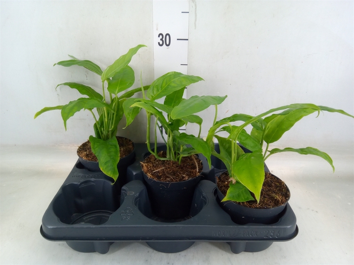 <h4>Monstera   ...</h4>