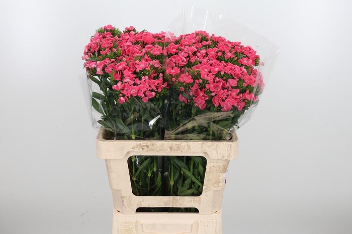 <h4>Di Barb Overig Stuk</h4>