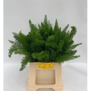 ASP DENS MYERS X 50 TAK