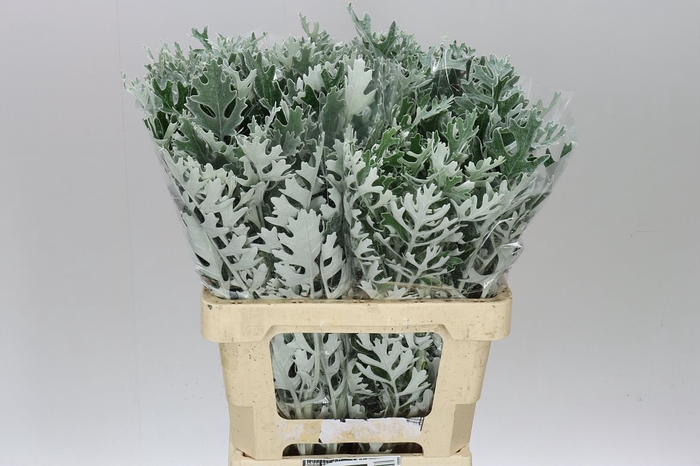 <h4>Senecio Maritima</h4>