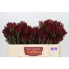 Leucadendron Blush Spray
