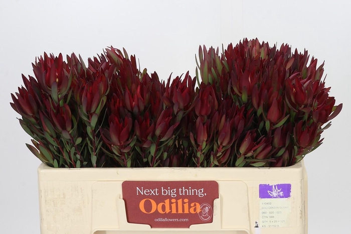 Leucadendron Blush Spray