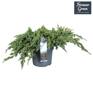 Juniperus squamata 'Blue Carpet' P19