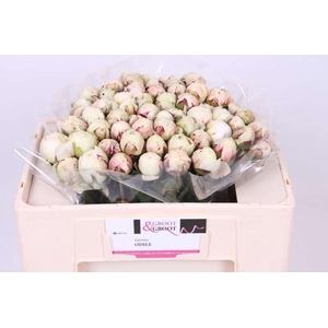 Paeonia Odile