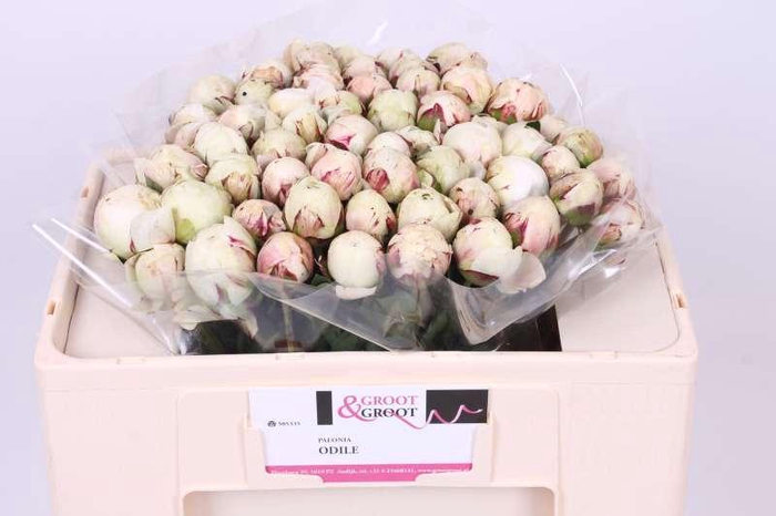 <h4>Paeonia Odile</h4>