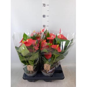 Anthurium andr. 'Casparo'