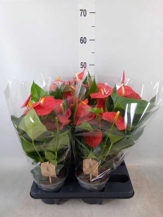 <h4>Anthurium andr. 'Casparo'</h4>