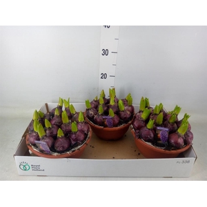 Hyacinthus orie. 'Pearl Blue'