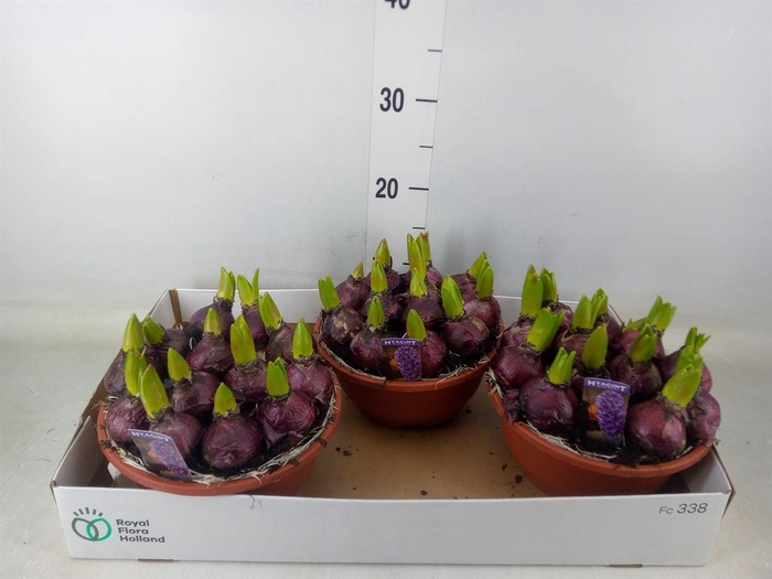 <h4>Hyacinthus orie. 'Pearl Blue'</h4>