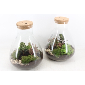 arr3 WR - Terrarium Erlenmeyer Large