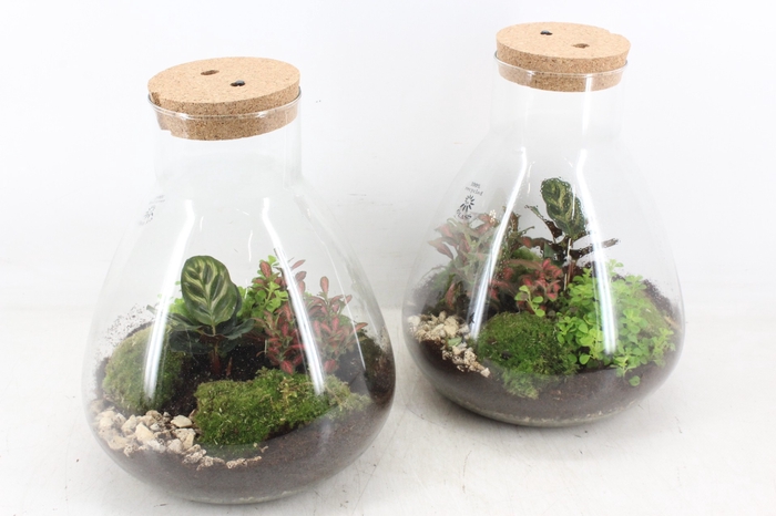 <h4>arr3 WR - Terrarium Erlenmeyer Large</h4>
