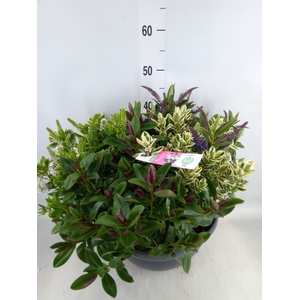 Hebe  'Addenda'   ...mix in pot