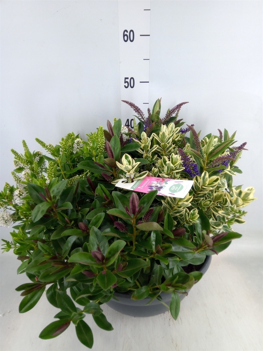 <h4>Hebe  'Addenda'   ...mix in pot</h4>
