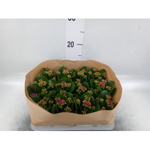 Kalanchoe blos. ..