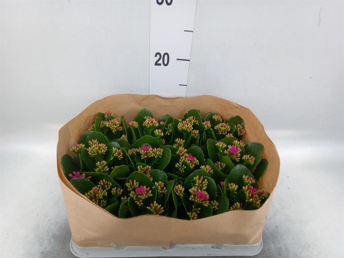 <h4>Kalanchoe blos.   ..</h4>