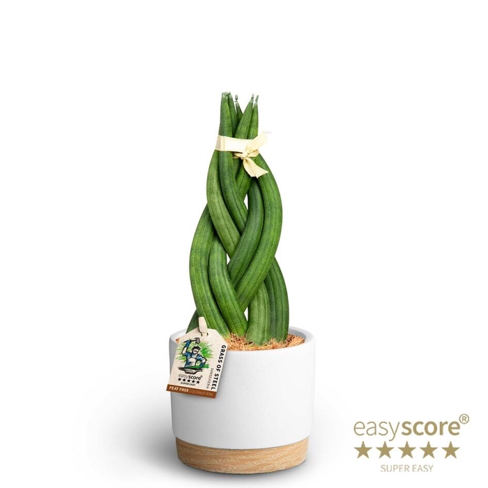 <h4>SANSEVIERIA CYLINDRICA P10 WB WHITE BRAID</h4>