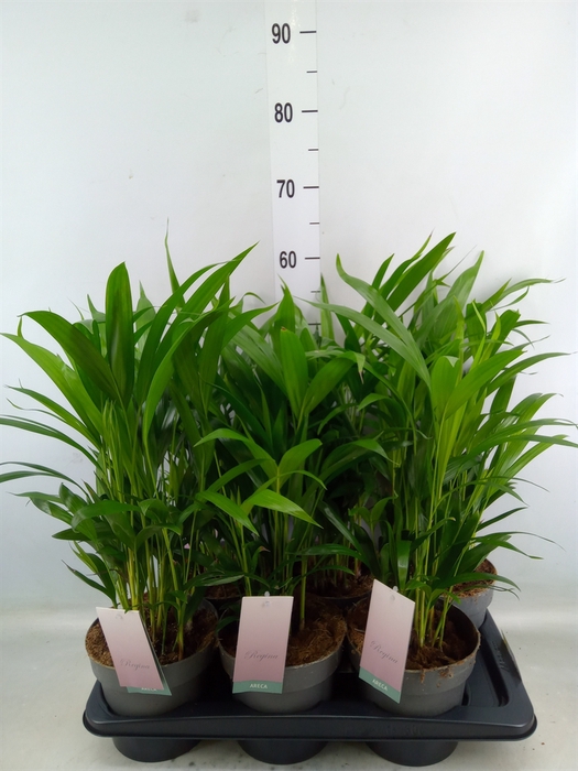 <h4>Dypsis lutescens   ...Chrysalidoca</h4>