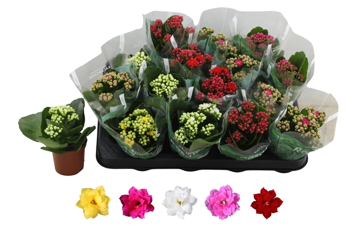 <h4>KAL GE RO GEM 5 KL</h4>