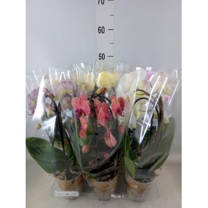 Phalaenopsis  'Elegant Cascade'