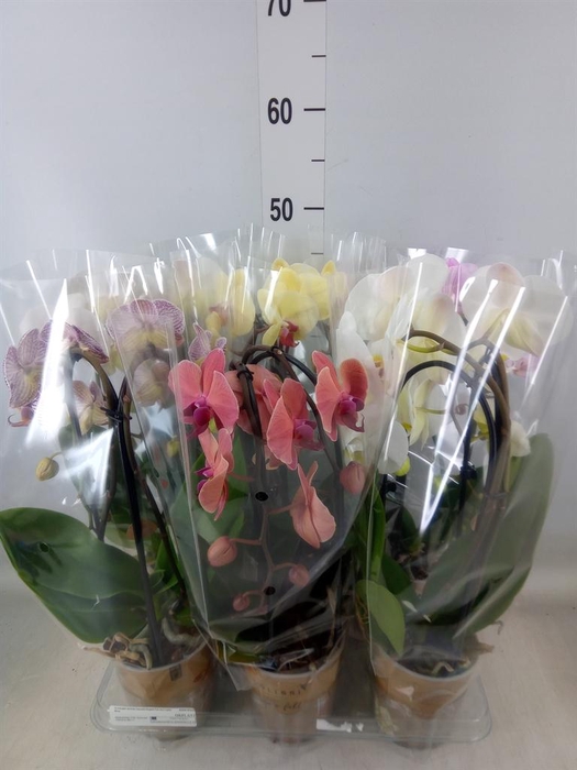 <h4>Phalaenopsis  'Elegant Cascade'</h4>