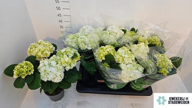 <h4>HYDR M MERLIN</h4>