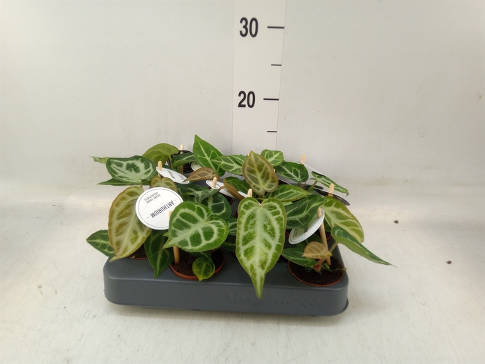 <h4>Anthurium   ...</h4>