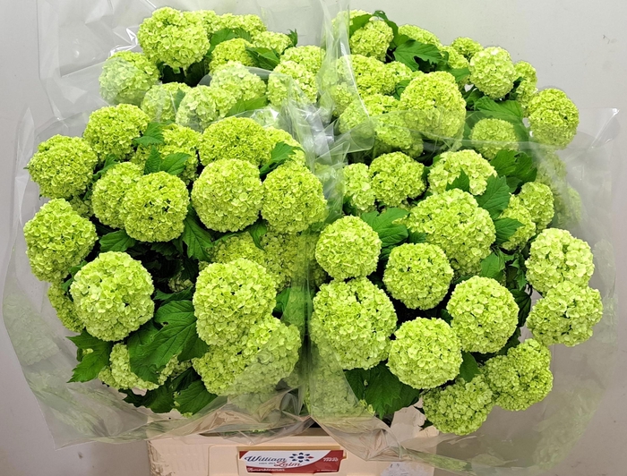 <h4>VIBURNUM ROSEUM ST</h4>