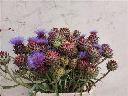 <h4>Cynara Cardunculus</h4>