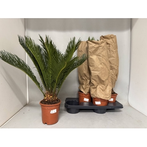 CYCAS REVOLUTA