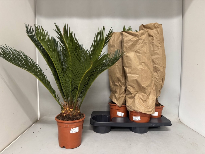 <h4>CYCAS REVOLUTA</h4>