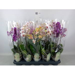 Phalaenopsis multi.   ...mix  4