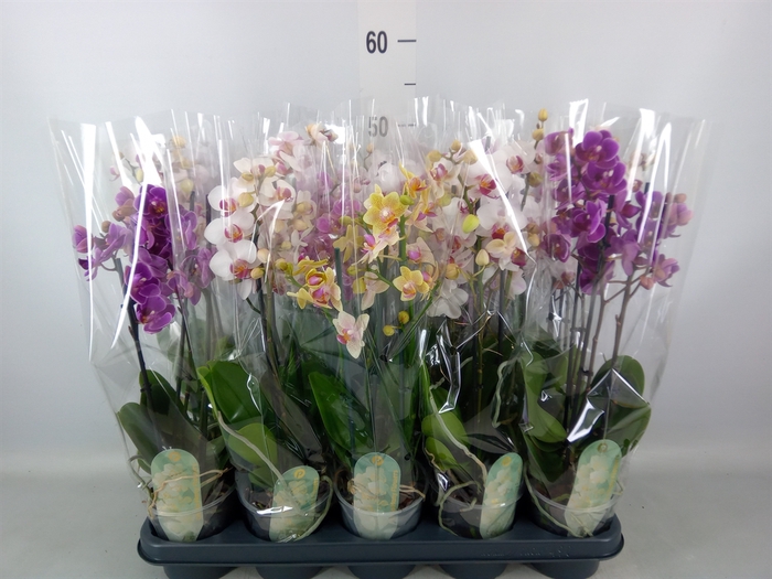 <h4>Phalaenopsis multi.   ...mix  4</h4>