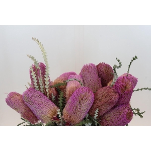 Banksia Speciosa Pink