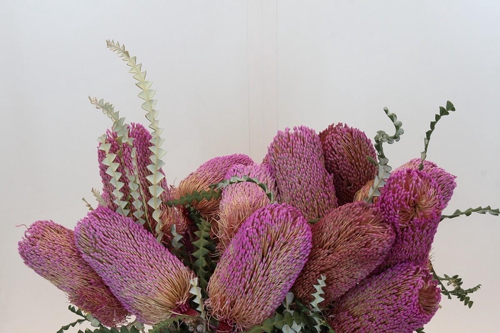 <h4>Banksia Speciosa Pink</h4>