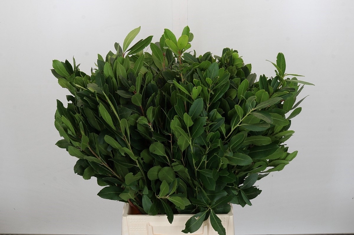 <h4>Arbutus (per stem)</h4>