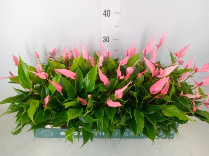 <h4>Anthurium andr. 'Lilli'</h4>