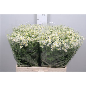 Tanacetum parth. 'Cameron'