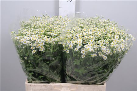 <h4>Tanacetum parth. 'Cameron'</h4>