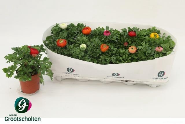 <h4>RANUN SPRINK DW GEM</h4>