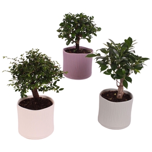 Bonsai Indoor Mix Ø12cm Ball Shape in Ø13cm Ceramic SE570