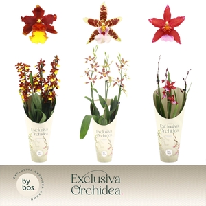 Cambria, Mix 3-spike 'Exclusiva Orchidea' Potcover