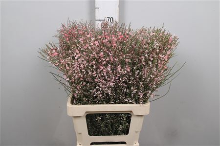 <h4>Genista Painted Pink</h4>