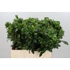 Pittosporum Nurit