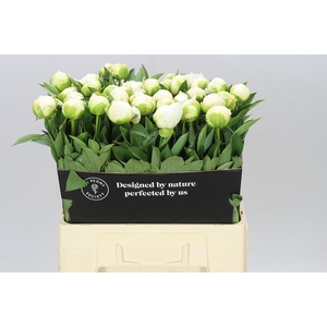 Paeonia Mme Claude Tain