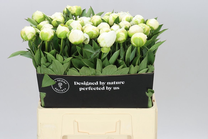 <h4>Paeonia Mme Claude Tain</h4>